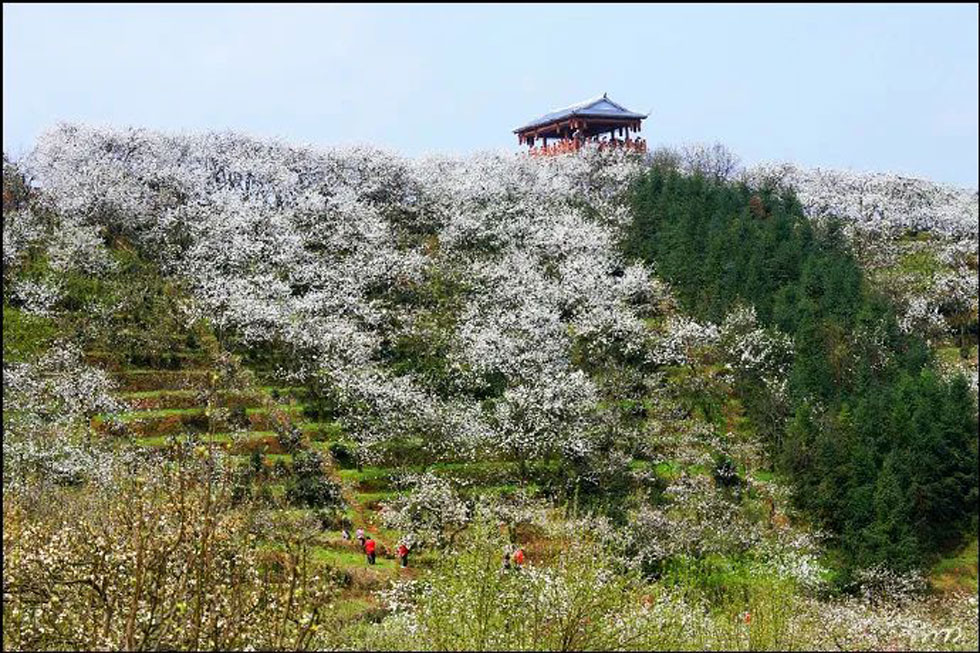 【春天，广西桂林灌阳县向您发出邀请！】我们在灌阳看梨花 - 游山玩水 - 黔东南生活社区 - 黔东南28生活网 qdn.28life.net