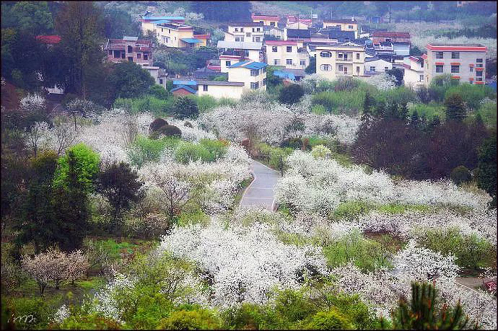【春天，广西桂林灌阳县向您发出邀请！】我们在灌阳看梨花 - 游山玩水 - 黔东南生活社区 - 黔东南28生活网 qdn.28life.net