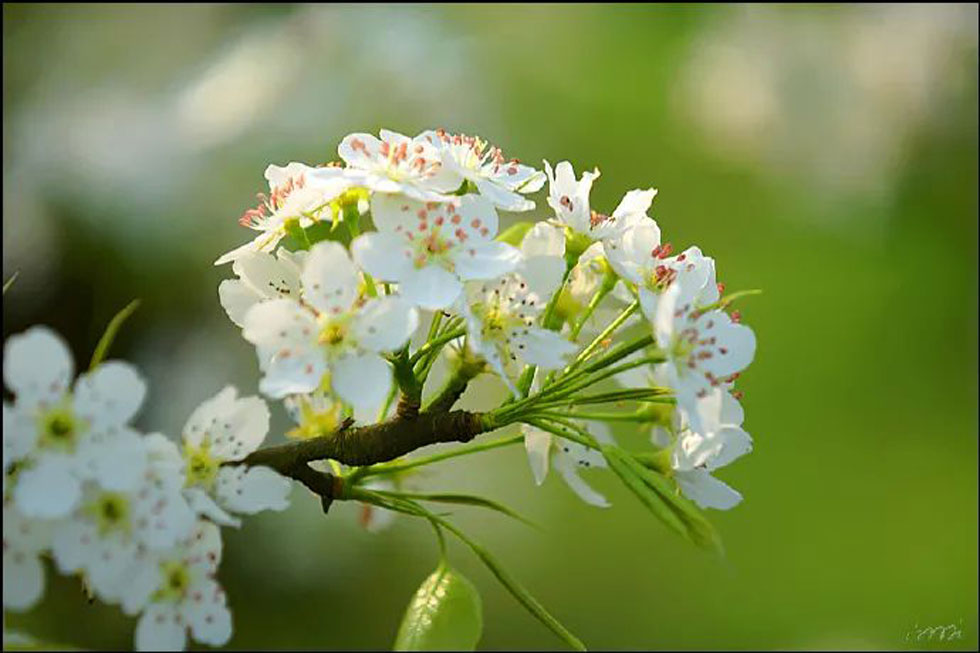 【春天，广西桂林灌阳县向您发出邀请！】我们在灌阳看梨花 - 游山玩水 - 黔东南生活社区 - 黔东南28生活网 qdn.28life.net