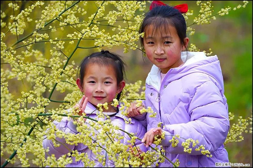 【春天,广西桂林灌阳县向您发出邀请!】米珠山前有片山苍子花在飘香 - 游山玩水 - 黔东南生活社区 - 黔东南28生活网 qdn.28life.net