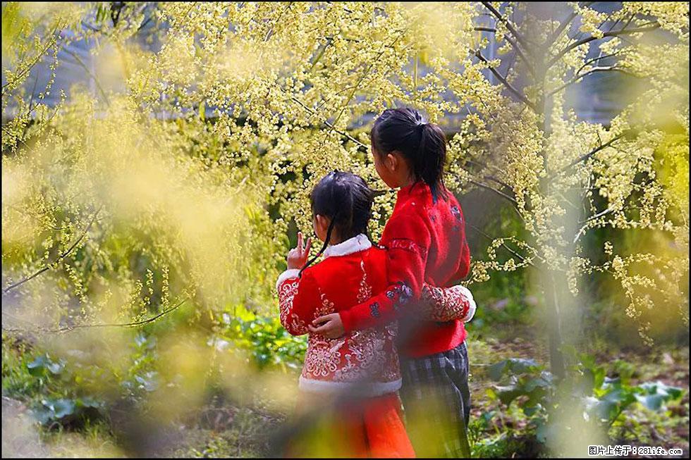 【春天,广西桂林灌阳县向您发出邀请!】米珠山前有片山苍子花在飘香 - 游山玩水 - 黔东南生活社区 - 黔东南28生活网 qdn.28life.net