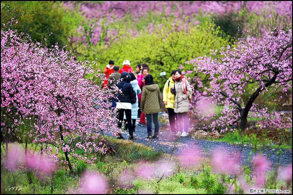 【春天，广西桂林灌阳县向您发出邀请！】官庄村有个醉美的桃花园 - 游山玩水 - 黔东南生活社区 - 黔东南28生活网 qdn.28life.net
