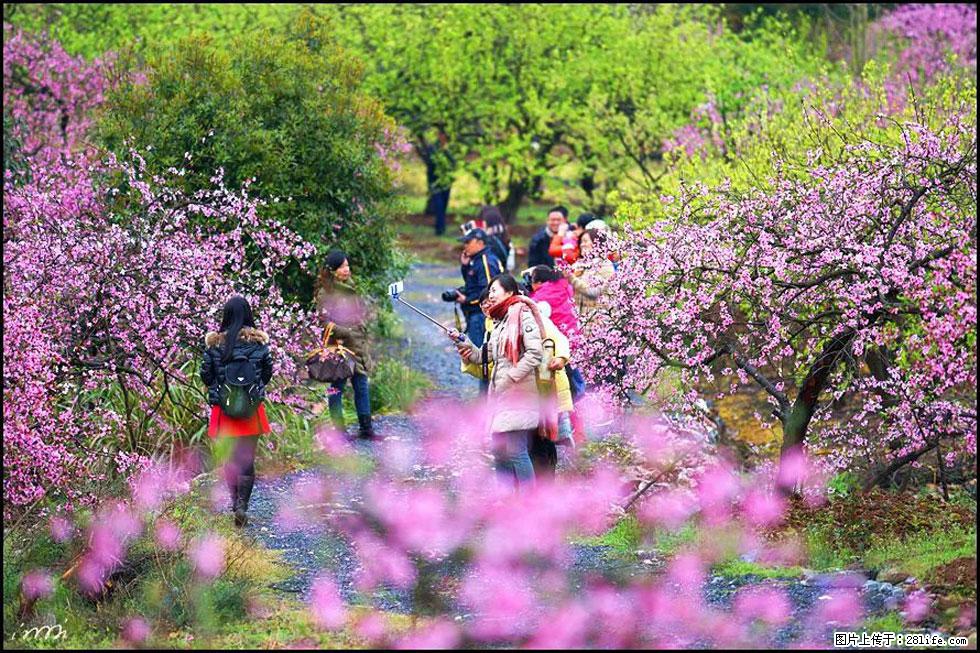 【春天，广西桂林灌阳县向您发出邀请！】官庄村有个醉美的桃花园 - 游山玩水 - 黔东南生活社区 - 黔东南28生活网 qdn.28life.net