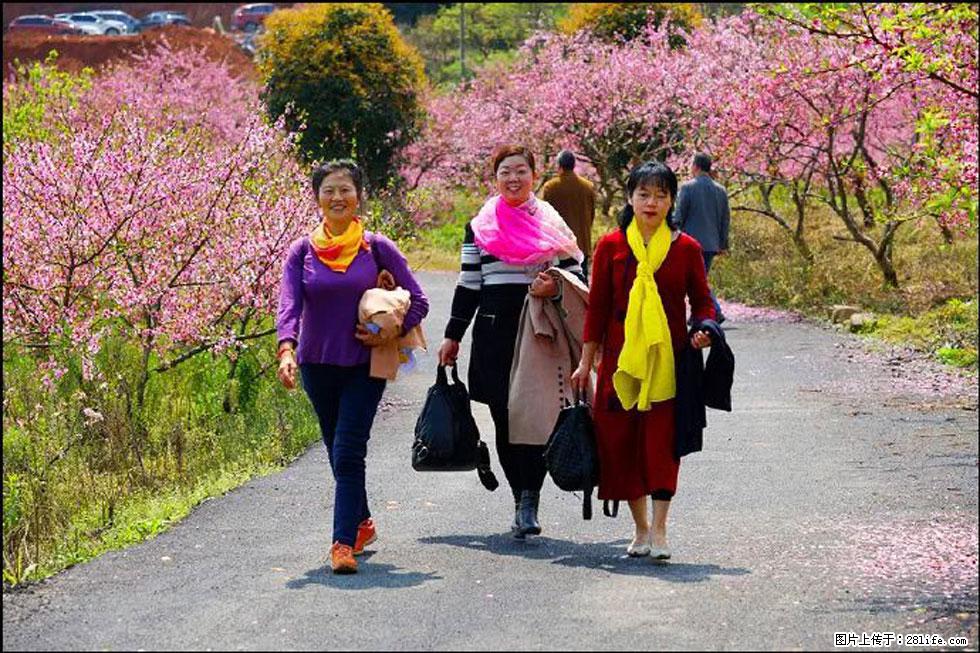 【春天，广西桂林灌阳县向您发出邀请！】官庄村有个醉美的桃花园 - 游山玩水 - 黔东南生活社区 - 黔东南28生活网 qdn.28life.net