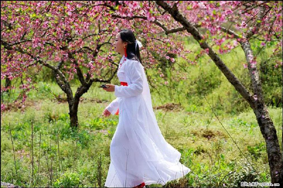 【春天，广西桂林灌阳县向您发出邀请！】官庄村有个醉美的桃花园 - 游山玩水 - 黔东南生活社区 - 黔东南28生活网 qdn.28life.net
