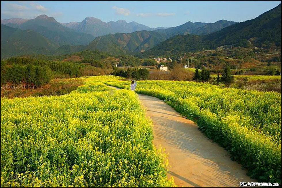 【春天，广西桂林灌阳县向您发出邀请！】长坪村油菜盛情花开 - 游山玩水 - 黔东南生活社区 - 黔东南28生活网 qdn.28life.net