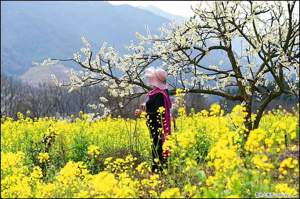 【春天，广西桂林灌阳县向您发出邀请！】长坪村油菜盛情花开 - 游山玩水 - 黔东南生活社区 - 黔东南28生活网 qdn.28life.net