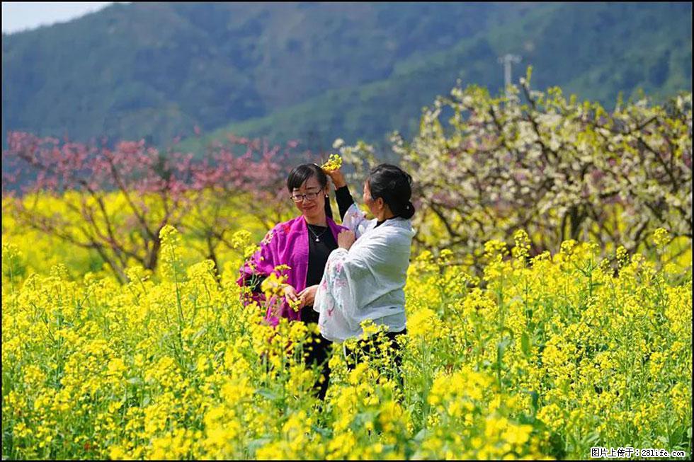 【春天，广西桂林灌阳县向您发出邀请！】长坪村油菜盛情花开 - 游山玩水 - 黔东南生活社区 - 黔东南28生活网 qdn.28life.net