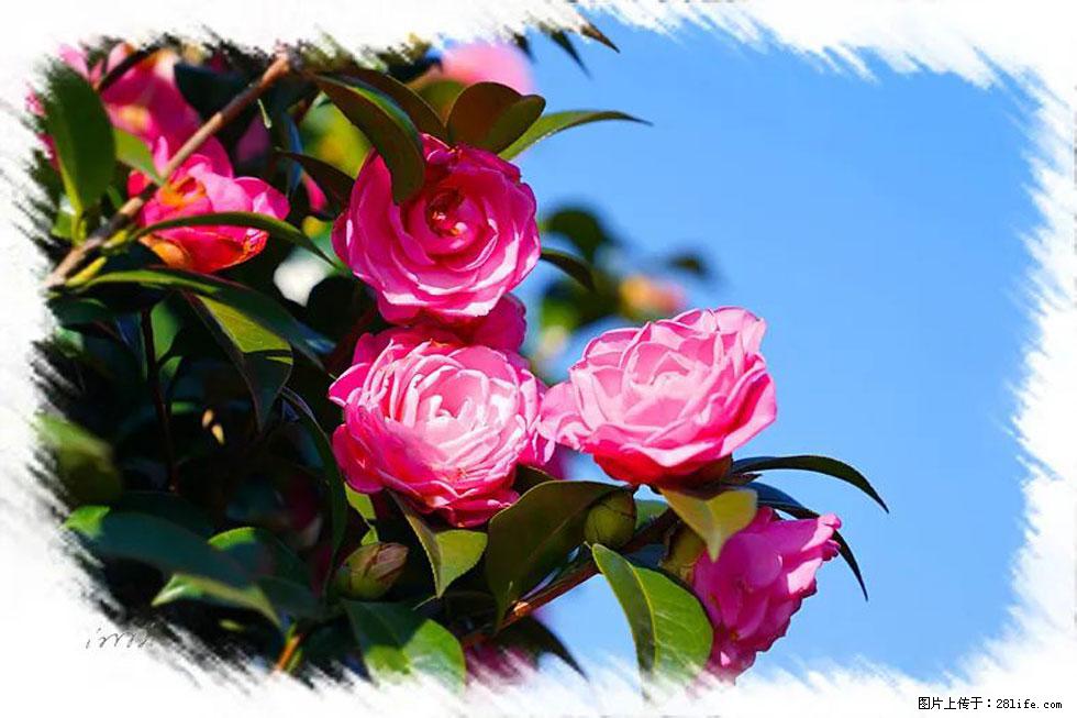 【春天，广西桂林灌阳县向您发出邀请！】杨柳井茶花惹人爱 - 游山玩水 - 黔东南生活社区 - 黔东南28生活网 qdn.28life.net