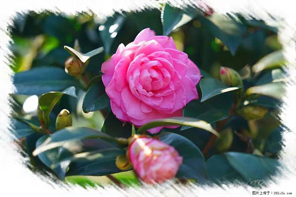 【春天，广西桂林灌阳县向您发出邀请！】杨柳井茶花惹人爱 - 游山玩水 - 黔东南生活社区 - 黔东南28生活网 qdn.28life.net