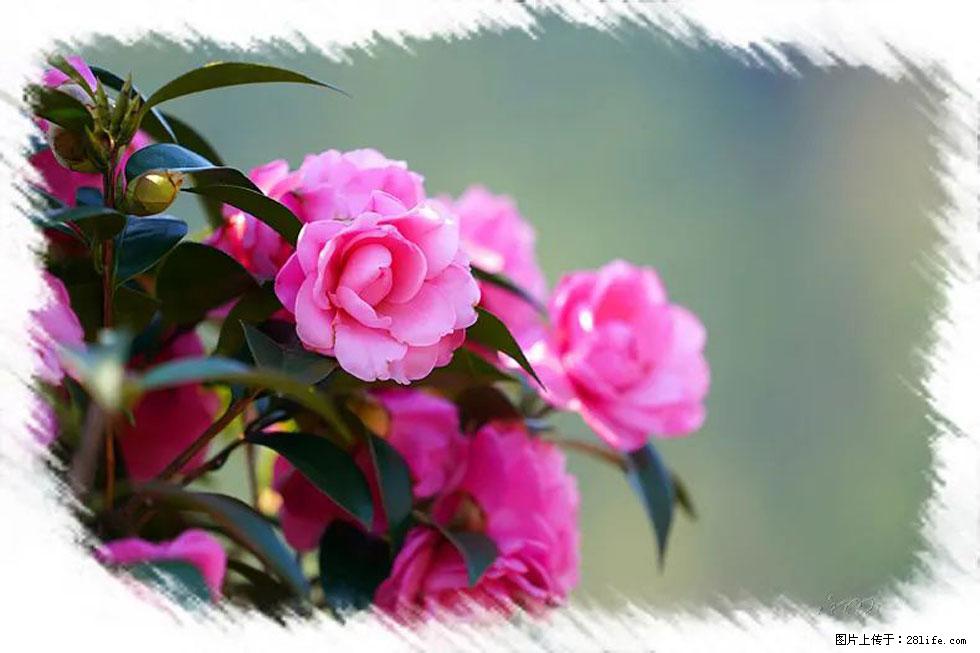 【春天，广西桂林灌阳县向您发出邀请！】杨柳井茶花惹人爱 - 游山玩水 - 黔东南生活社区 - 黔东南28生活网 qdn.28life.net