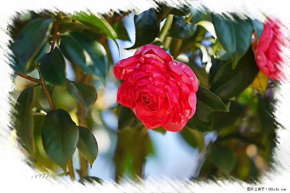 【春天，广西桂林灌阳县向您发出邀请！】杨柳井茶花惹人爱 - 游山玩水 - 黔东南生活社区 - 黔东南28生活网 qdn.28life.net
