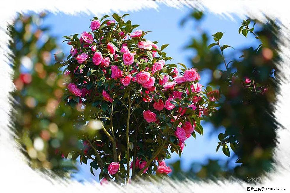 【春天，广西桂林灌阳县向您发出邀请！】杨柳井茶花惹人爱 - 游山玩水 - 黔东南生活社区 - 黔东南28生活网 qdn.28life.net