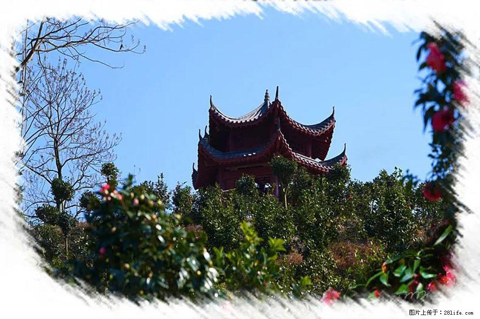 【春天，广西桂林灌阳县向您发出邀请！】杨柳井茶花惹人爱 - 游山玩水 - 黔东南生活社区 - 黔东南28生活网 qdn.28life.net
