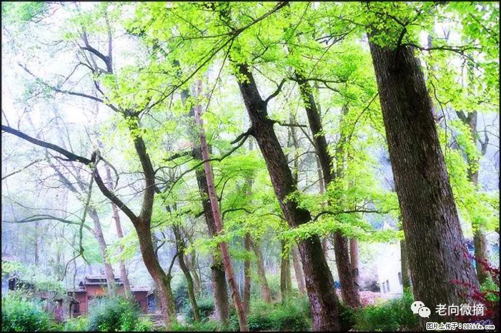 【春天，广西桂林灌阳县向您发出邀请！】在小龙村与春天约会 - 游山玩水 - 黔东南生活社区 - 黔东南28生活网 qdn.28life.net