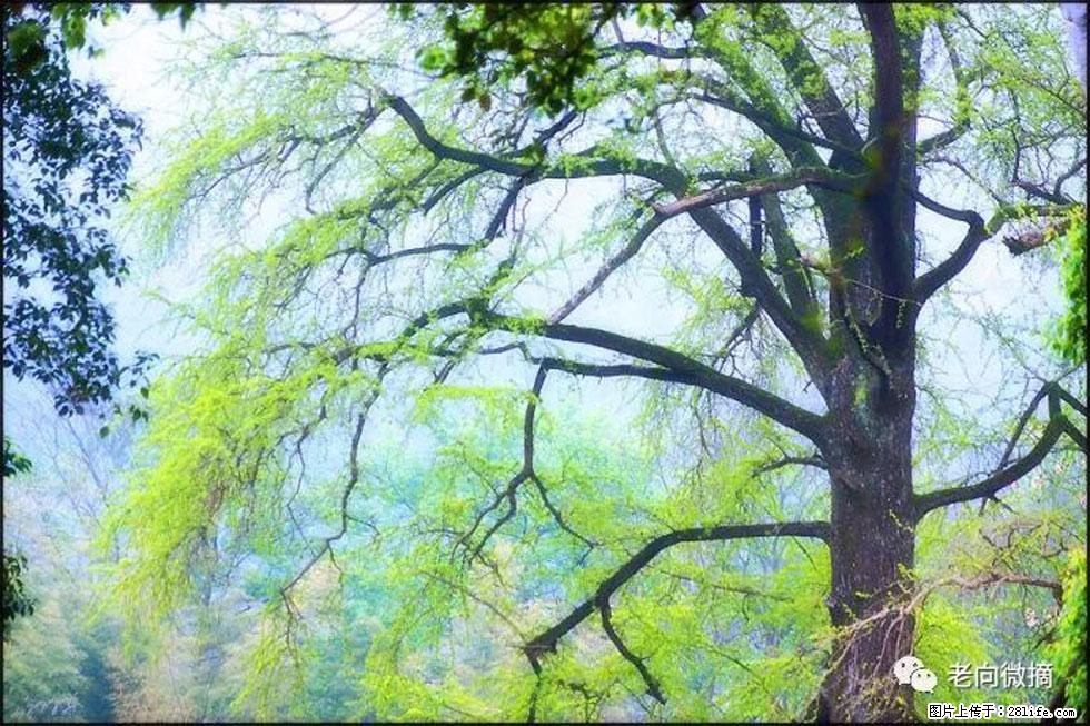 【春天，广西桂林灌阳县向您发出邀请！】在小龙村与春天约会 - 游山玩水 - 黔东南生活社区 - 黔东南28生活网 qdn.28life.net