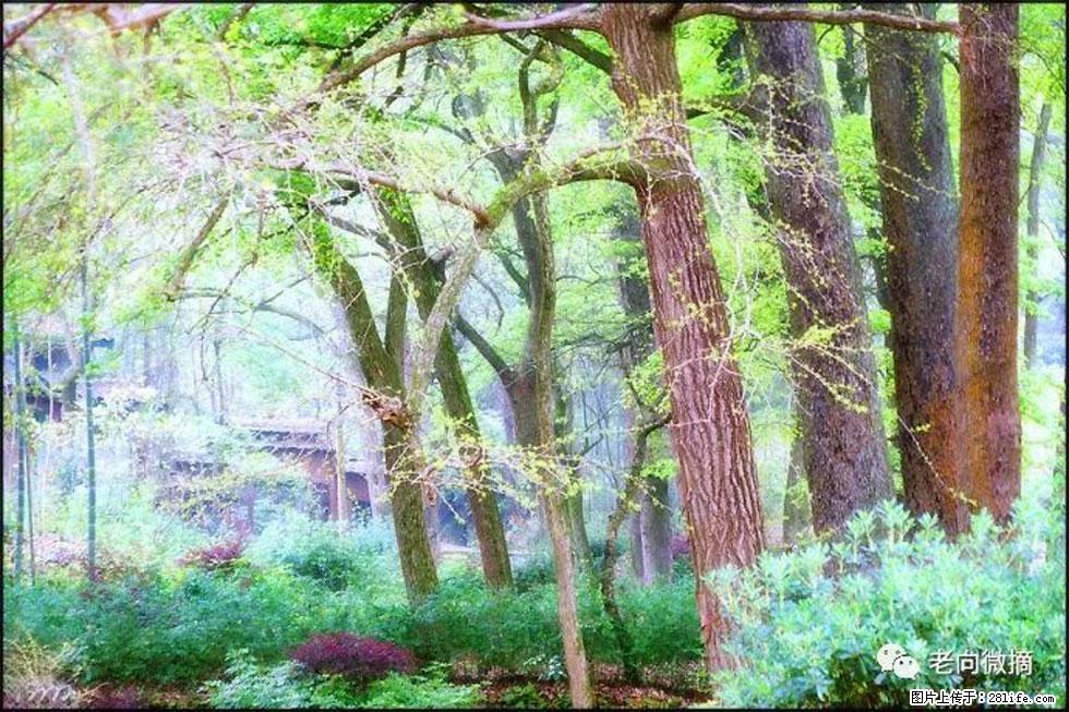 【春天，广西桂林灌阳县向您发出邀请！】在小龙村与春天约会 - 游山玩水 - 黔东南生活社区 - 黔东南28生活网 qdn.28life.net