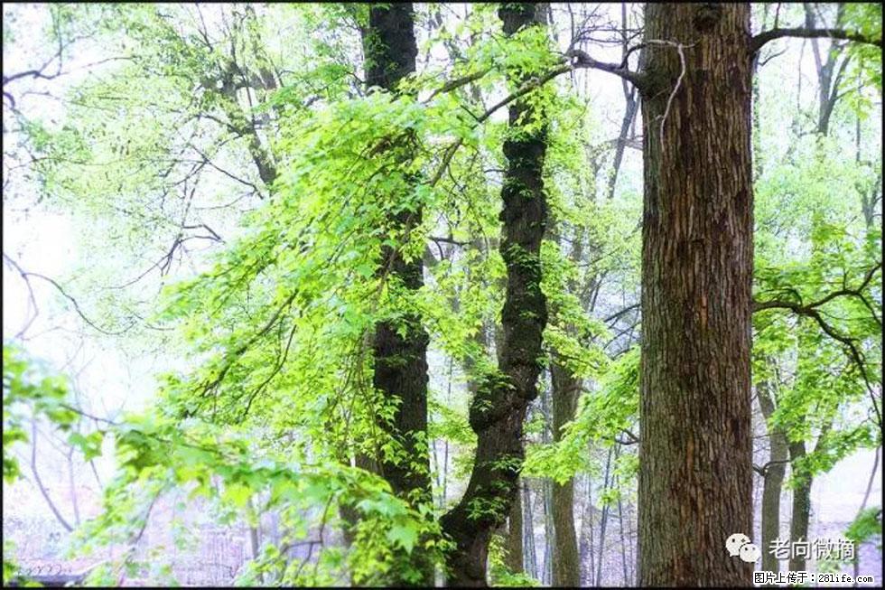 【春天，广西桂林灌阳县向您发出邀请！】在小龙村与春天约会 - 游山玩水 - 黔东南生活社区 - 黔东南28生活网 qdn.28life.net