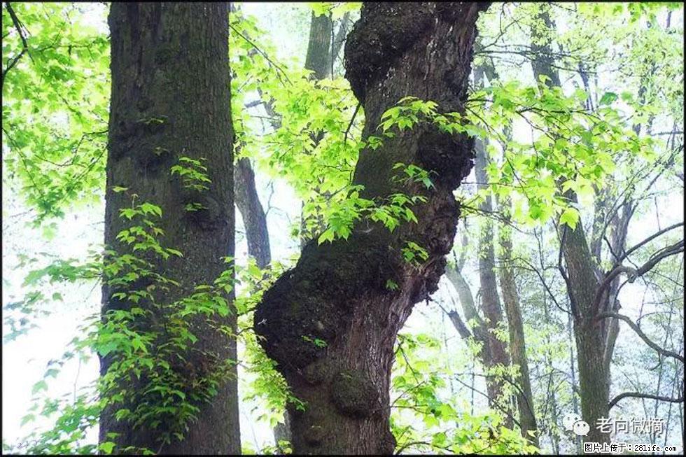 【春天，广西桂林灌阳县向您发出邀请！】在小龙村与春天约会 - 游山玩水 - 黔东南生活社区 - 黔东南28生活网 qdn.28life.net
