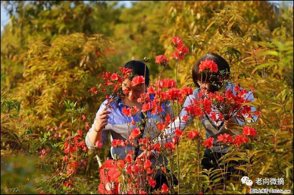 【春天，广西桂林灌阳县向您发出邀请！】登麒麟山，相约映山红 - 游山玩水 - 黔东南生活社区 - 黔东南28生活网 qdn.28life.net
