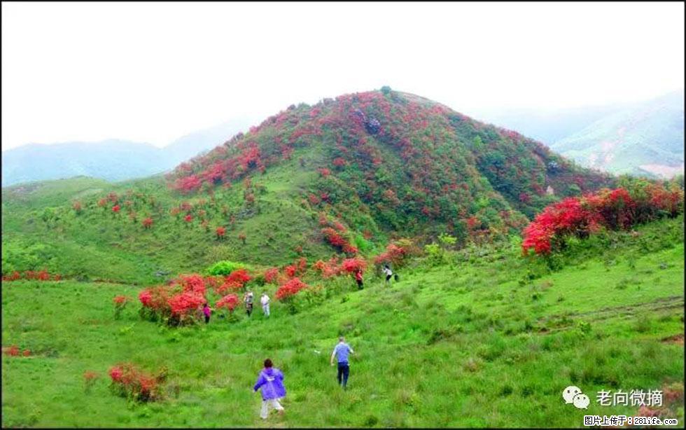 【春天，广西桂林灌阳县向您发出邀请！】宝盖山上映山红 - 游山玩水 - 黔东南生活社区 - 黔东南28生活网 qdn.28life.net