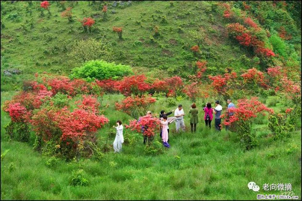 【春天，广西桂林灌阳县向您发出邀请！】宝盖山上映山红 - 游山玩水 - 黔东南生活社区 - 黔东南28生活网 qdn.28life.net