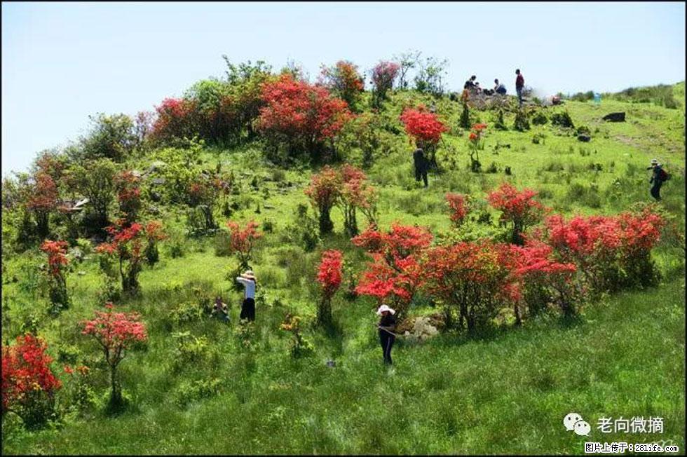 【春天，广西桂林灌阳县向您发出邀请！】宝盖山上映山红 - 游山玩水 - 黔东南生活社区 - 黔东南28生活网 qdn.28life.net