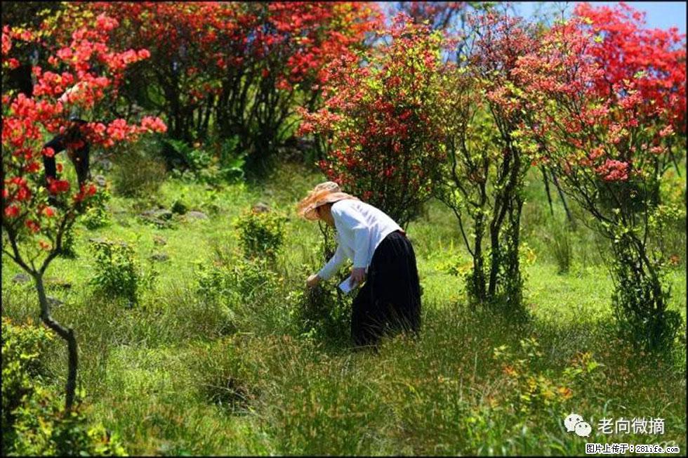 【春天，广西桂林灌阳县向您发出邀请！】宝盖山上映山红 - 游山玩水 - 黔东南生活社区 - 黔东南28生活网 qdn.28life.net