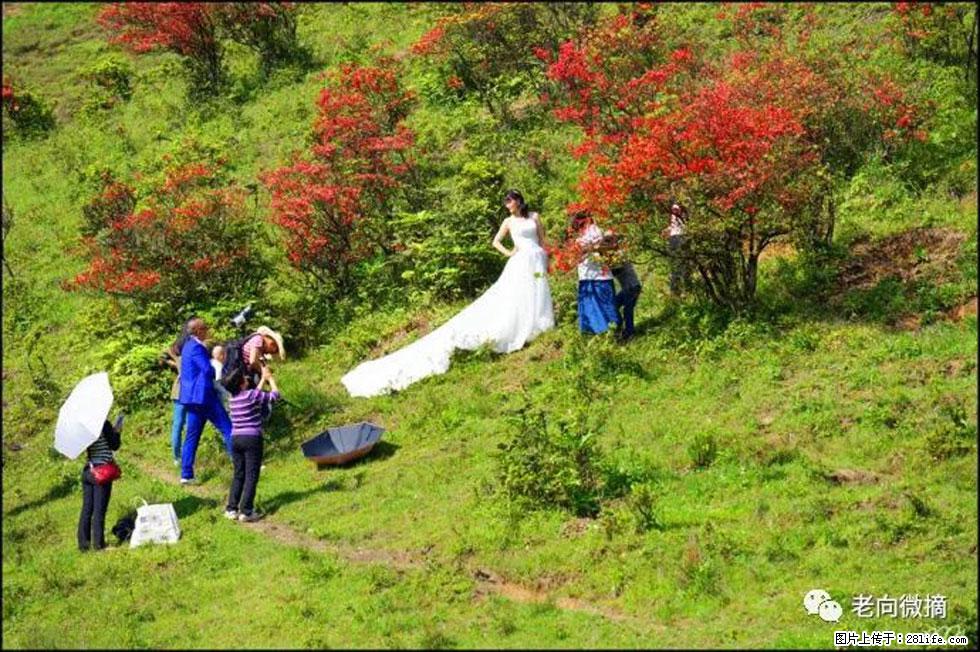 【春天，广西桂林灌阳县向您发出邀请！】宝盖山上映山红 - 游山玩水 - 黔东南生活社区 - 黔东南28生活网 qdn.28life.net