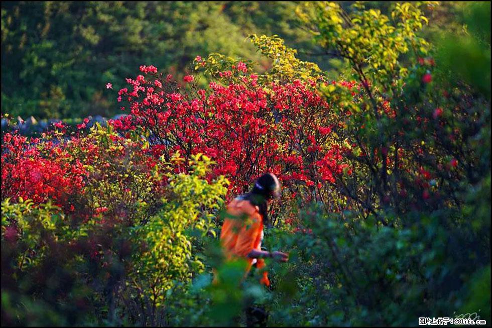 【春天，广西桂林灌阳县向您发出邀请！】春木界上映山红 - 游山玩水 - 黔东南生活社区 - 黔东南28生活网 qdn.28life.net