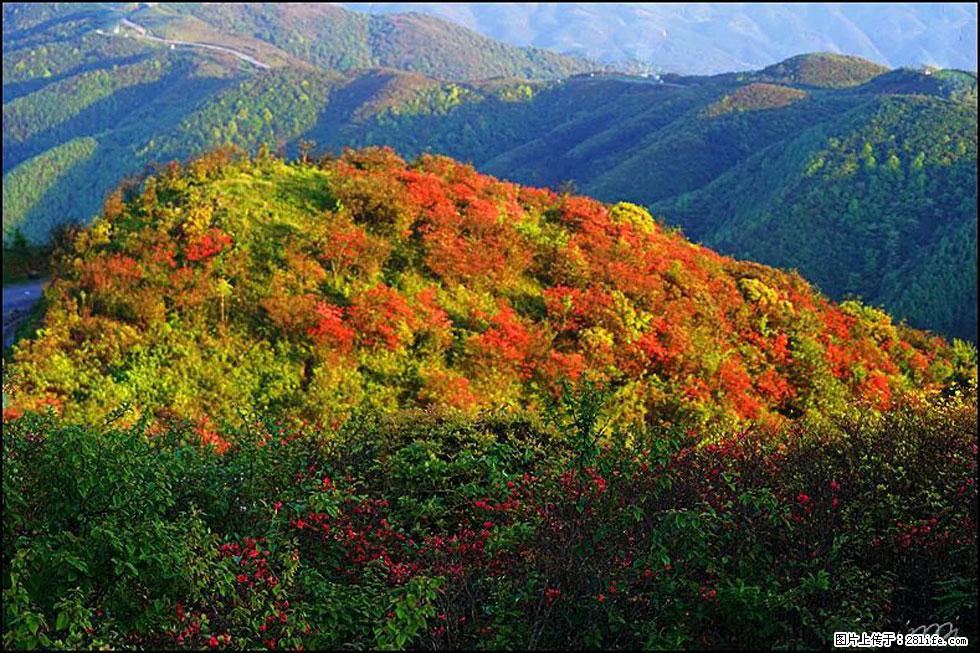 【春天，广西桂林灌阳县向您发出邀请！】春木界上映山红 - 游山玩水 - 黔东南生活社区 - 黔东南28生活网 qdn.28life.net