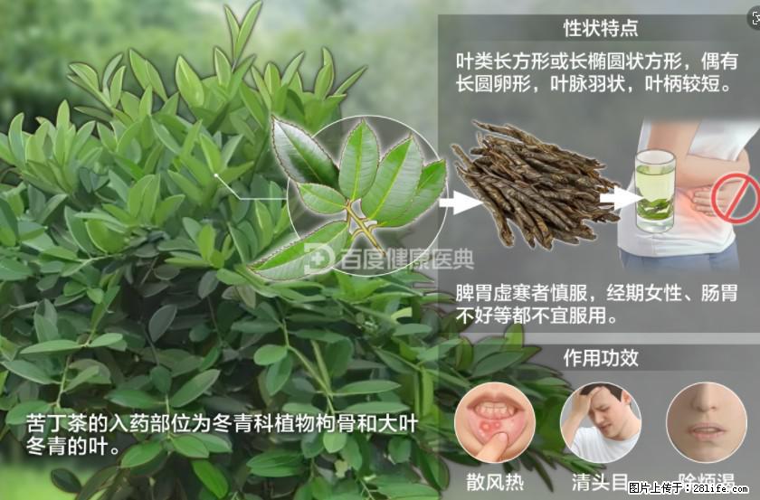 苦丁茶有哪些功效和作用 - 生活百科 - 黔东南生活社区 - 黔东南28生活网 qdn.28life.net