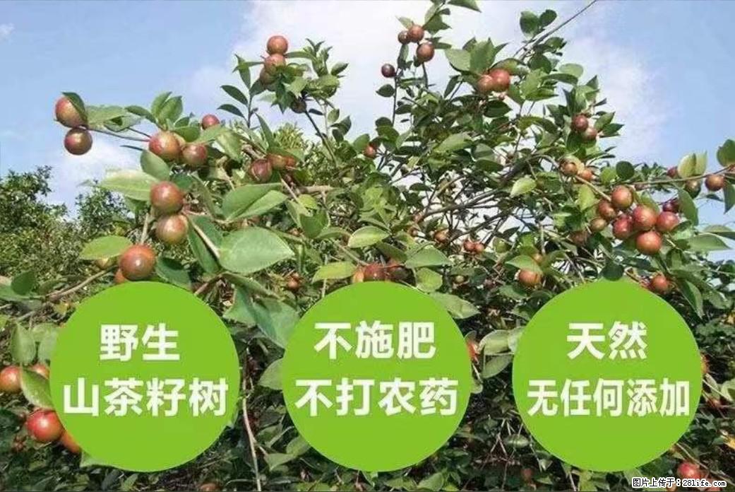 【灌阳县油茶产业示范区】一个有着充实的精神生活的人，对待身外之物自会有一种淡泊的态度 - 美食天地 - 黔东南生活社区 - 黔东南28生活网 qdn.28life.net