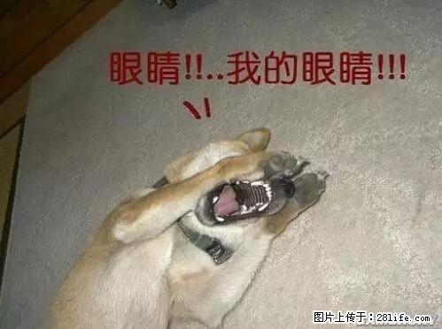 笑癫了!一女的怀孕三年未生,他终于忍不住了... - 娱乐八卦 - 黔东南生活社区 - 黔东南28生活网 qdn.28life.net
