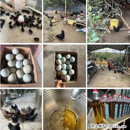 油茶园从小鸡仔开始养起的纯土鸡、土鸡蛋可以预定啦！还有前几天刚榨的纯山茶油哦 - 土特产 - 饮食特产 - 黔东南分类信息 - 黔东南28生活网 qdn.28life.net