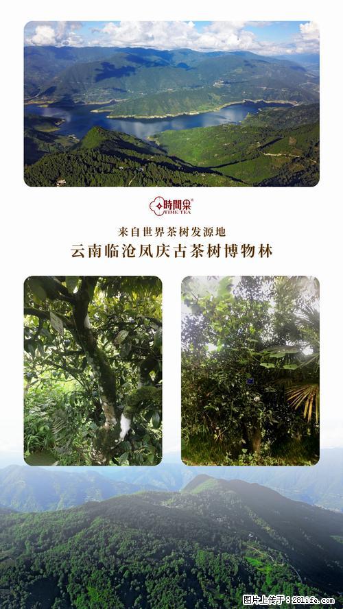 时间果百年古树2025年春红茶 - 购物交流 - 黔东南生活社区 - 黔东南28生活网 qdn.28life.net