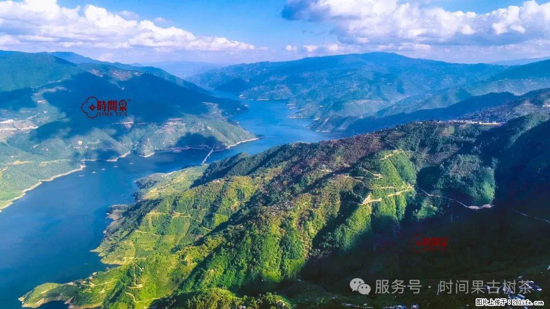 时间果百年古树龙珠普洱生茶 - 购物交流 - 黔东南生活社区 - 黔东南28生活网 qdn.28life.net
