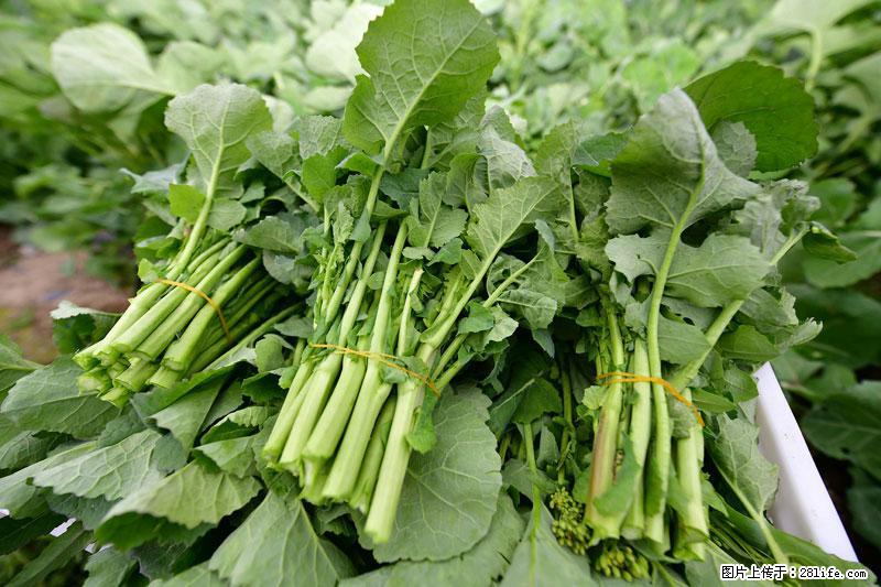 这些蔬菜是“天然钙片”，这6种被医生重点推荐 - 黔东南生活资讯 - 黔东南28生活网 qdn.28life.net